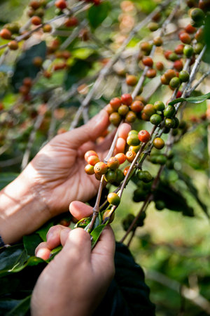 Farmer concept hand harvest ripe coffee seed robusta arabica berry close up fresh green leaf bean picking orange crop red yellow berries raw plant tree farm growth blur background eco organic gardenの写真素材