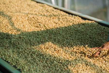 Close up farmer techniques hand coffee bean machinery roast apparatus dry sunlight tool sunbeam sunray sunshine fresh garden produce agriculture promotes farmer concept farm blur backgroundの写真素材