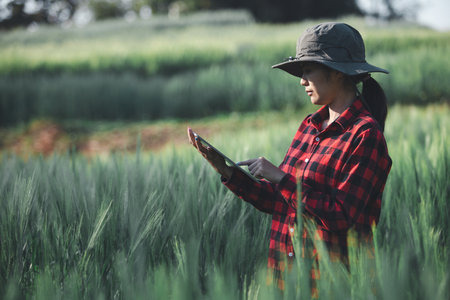 wheat farmer harvest business concept farming agronomist analyzing data barley examines food field summer cereal agriculture Smart farm modern management growth control organic summer background blurの写真素材