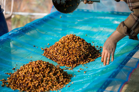 Close up smart farmer techniques hand coffee bean machinery roast apparatus dry sunlight tool sunbeam sunray sunshine fresh garden produce agriculture promotes farmer concept farm blur backgroundの写真素材