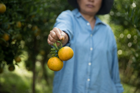 Business farm ripe orange concept farmer hand pick nature fruit citrus orchard mandarin tree growing organic lush leaves background green vibrant garden crop leaf laden branches plant close up growthの写真素材