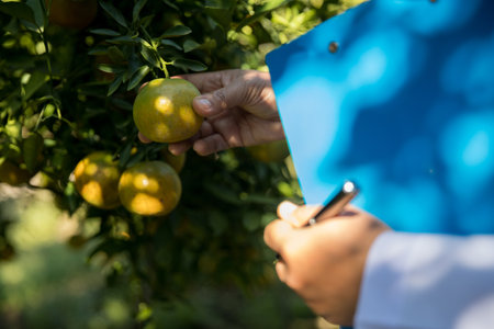 Business farm ripe orange concept farmer hand pick nature fruit citrus orchard mandarin tree growing organic lush leaves background green vibrant garden crop leaf laden branches plant close up growthの写真素材