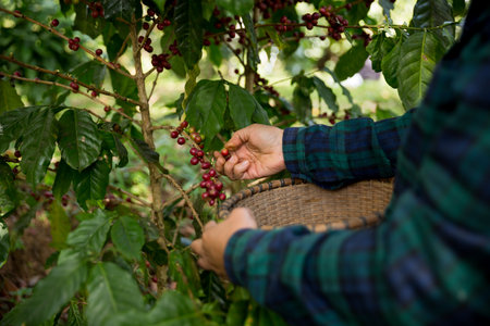 Farmer concept harvest hand ripe coffee seed robusta arabica berry close up fresh green leaf bean picking orange crop red yellow berries raw plant tree farm growth blur background eco organic gardenの写真素材