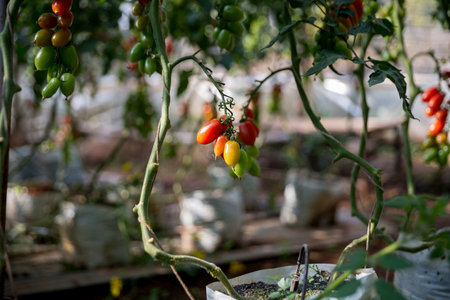 Smart farming techniques hydroponic salad vegetables technology tomato red green ensuring fresh sustainable produce agriculture promotes healthy eating support farmer living local community non gmoの写真素材