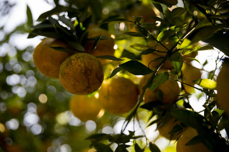 Business farm orange concept nature fruit citrus orchard mandarin tree growing, vibrant organic lush leaves background farmer green garden crop leaf ripe laden branches plant close up farming growth.の写真素材