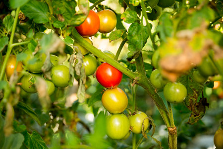 Smart farming techniques hydroponic salad vegetables technology tomato red green ensuring fresh sustainable produce agriculture promotes healthy eating support farmer living local community non gmoの写真素材