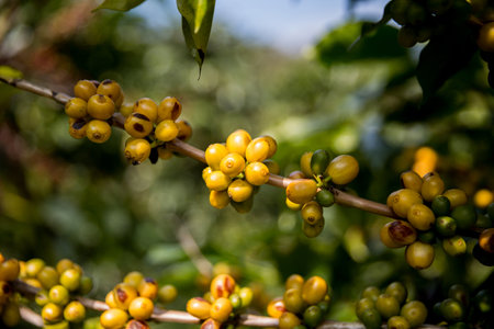 Farmer concept harvest ripe coffee seed robusta arabica berry close up fresh green leaf bean picking orange crop red yellow berries raw plant tree smart farm growth blur background eco organic gardenの写真素材