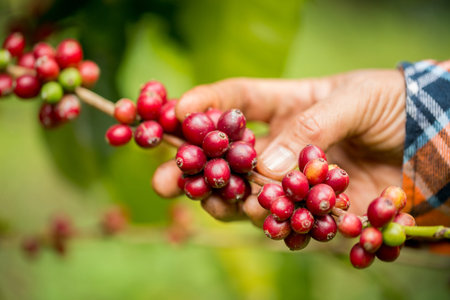 Farmer concept harvest hand ripe coffee seed robusta arabica berry close up fresh green leaf bean picking orange crop red yellow berries raw plant tree farm growth blur background eco organic gardenの写真素材