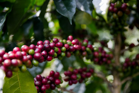 Farmer concept harvest ripe coffee seed robusta arabica berry close up fresh green leaf bean picking orange crop red yellow berries raw plant tree smart farm growth blur background eco organic gardenの写真素材