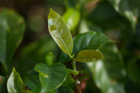Smart farming techniques hydroponic fresh garden produce agriculture promotes farmer concept seedling coffee pot close up fresh green plant tree farm growth blur background organic garden cultivateの写真素材