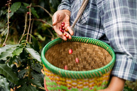 Farmer concept hand harvest ripe coffee seed robusta arabica berry close up fresh green leaf bean picking orange crop red yellow berries raw plant tree farm growth blur background eco organic gardenの写真素材