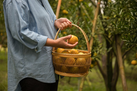 Business farm ripe orange concept farmer hand pick nature fruit citrus orchard mandarin tree growing organic lush leaves background green vibrant garden crop leaf laden branches plant close up growthの写真素材