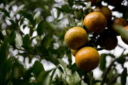 Business farm orange concept nature fruit citrus orchard mandarin tree growing, vibrant organic lush leaves background farmer green garden crop leaf ripe laden branches plant close up farming growth.の写真素材