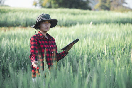 wheat farmer harvest business concept farming agronomist analyzing data barley examines food field summer cereal agriculture Smart farm modern management growth control organic summer background blurの写真素材