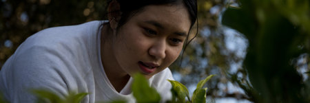 Business concept centers around fresh green tea reap background leaves organic farm with banner lush garden healthy plant tree leaves eco herbal farmer blur leaf plantation Freshness herbal naturalの写真素材