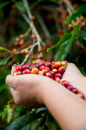 Farmer concept hand harvest ripe coffee seed robusta arabica berry close up fresh green leaf bean picking orange crop red yellow berries raw plant tree farm growth blur background eco organic gardenの写真素材