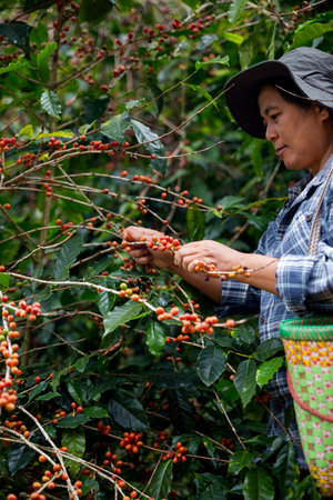 Farmer concept hand harvest ripe coffee seed robusta arabica berry close up fresh green leaf bean picking orange crop red yellow berries raw plant tree farm growth blur background eco organic gardenの写真素材
