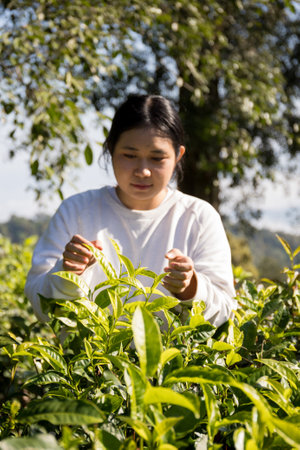 Business concept centers around fresh green tea reap background leaves organic farm with banner lush garden healthy plant tree leaves eco herbal farmer blur leaf plantation Freshness herbal naturalの写真素材