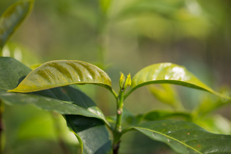 Smart farming techniques hydroponic fresh garden produce agriculture promotes farmer concept seedling coffee pot close up fresh green plant tree farm growth blur background organic garden cultivateの写真素材