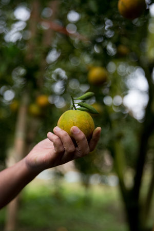 Business farm ripe orange concept farmer hand pick nature fruit citrus orchard mandarin tree growing organic lush leaves background green vibrant garden crop leaf laden branches plant close up growthの写真素材