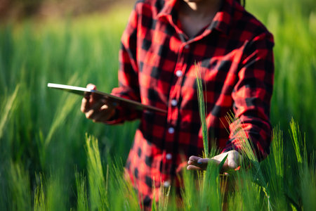 wheat farmer harvest business concept farming agronomist analyzing data barley examines food field summer cereal agriculture Smart farm modern management growth control organic summer background blurの写真素材