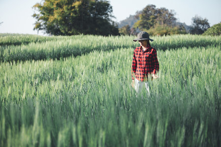 wheat farmer harvest business concept farming agronomist analyzing data barley examines food field summer cereal agriculture Smart farm modern management growth control organic summer background blurの写真素材