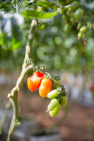 Smart farming techniques hydroponic salad vegetables technology tomato red green ensuring fresh sustainable produce agriculture promotes healthy eating support farmer living local community non gmoの写真素材