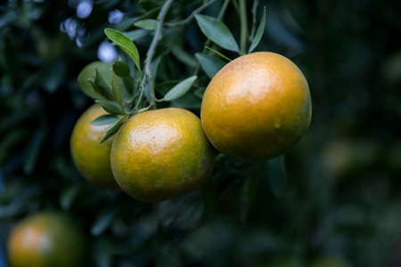 Business farm orange concept nature fruit citrus orchard mandarin tree growing, vibrant organic lush leaves background farmer green garden crop leaf ripe laden branches plant close up farming growth.の写真素材
