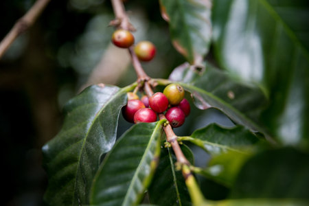 Farmer concept harvest ripe coffee seed robusta arabica berry close up fresh green leaf bean picking orange crop red yellow berries raw plant tree smart farm growth blur background eco organic gardenの写真素材