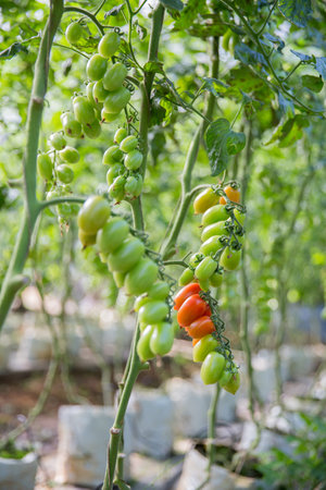 Smart farming techniques hydroponic salad vegetables technology tomato red green ensuring fresh sustainable produce agriculture promotes healthy eating support farmer living local community non gmoの写真素材