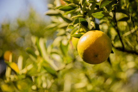 Business farm orange concept nature fruit citrus orchard mandarin tree growing, vibrant organic lush leaves background farmer green garden crop leaf ripe laden branches plant close up farming growth.の写真素材