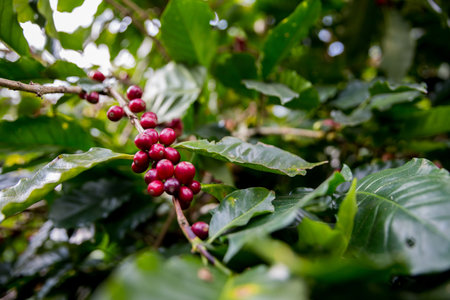 Farmer concept harvest ripe coffee seed robusta arabica berry close up fresh green leaf bean picking orange crop red yellow berries raw plant tree smart farm growth blur background eco organic gardenの写真素材