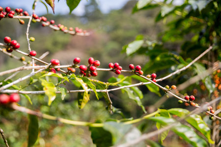 Farmer concept harvest ripe coffee seed robusta arabica berry close up fresh green leaf bean picking orange crop red yellow berries raw plant tree smart farm growth blur background eco organic gardenの写真素材