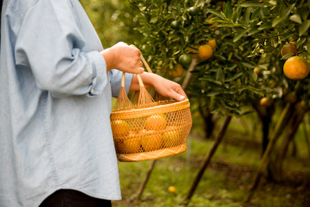 Business farm ripe orange concept farmer hand pick nature fruit citrus orchard mandarin tree growing organic lush leaves background green vibrant garden crop leaf laden branches plant close up growthの写真素材