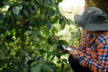 Farmer concept harvest hand ripe coffee seed robusta arabica berry close up fresh green leaf bean picking orange crop red yellow berries raw plant tree farm growth blur background eco organic gardenの写真素材
