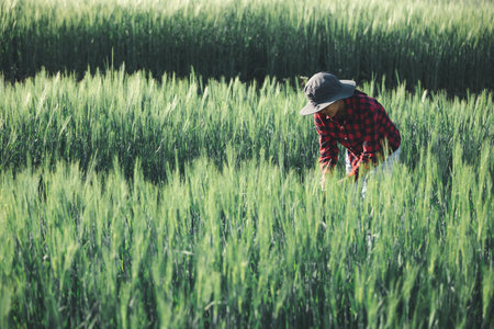 wheat farmer harvest business concept farming agronomist analyzing data barley examines food field summer cereal agriculture Smart farm modern management growth control organic summer background blurの写真素材