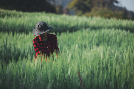wheat farmer harvest business concept farming agronomist analyzing data barley examines food field summer cereal agriculture farm modern management growth control organic summer background blurの写真素材