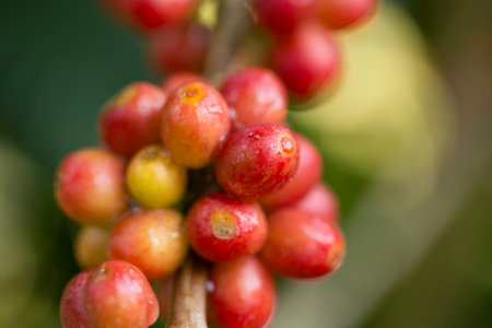 Farmer concept harvest fruit ripe coffee seed robusta arabica berry close up fresh green leaf bean picking orange crop red yellow berries raw plant tree farm growth blur background eco organic gardenの写真素材