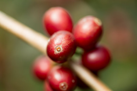 Blur background coffee seed eco organic garden Farmer concept hand harvest ripe robusta arabica berry close up fresh green leaf bean picking orange crop red yellow berries raw plant tree farm growthの写真素材