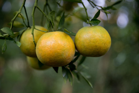 Business farm orange concept nature fruit citrus orchard mandarin tree growing, vibrant organic lush leaves background farmer green garden crop leaf ripe laden branches plant close up farming growth.の写真素材