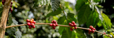 Farmer concept harvest fruit ripe coffee seed robusta arabica berry close up fresh green leaf bean picking orange crop red yellow berries raw plant tree farm growth blur background eco organic gardenの写真素材