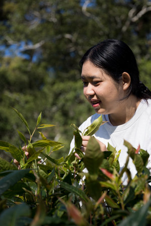Business concept centers around fresh green tea leaves organic farm with banner lush garden healthy plant tree leaves eco herbal blur leaf plantation Freshness herbal naturalの写真素材