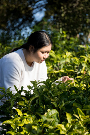 Business concept centers around fresh green tea reap background leaves organic farm with banner lush garden healthy plant tree leaves eco herbal farmer blur leaf plantation Freshness herbal naturalの写真素材