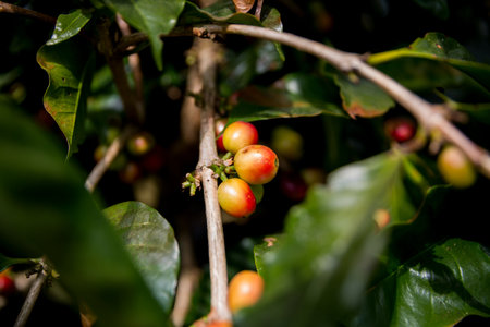 Farmer concept harvest ripe coffee seed robusta arabica berry close up fresh green leaf bean picking orange crop red yellow berries raw plant tree smart farm growth blur background eco organic gardenの写真素材