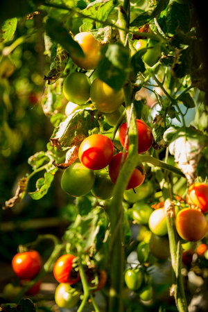 Smart farming techniques hydroponic salad vegetables technology tomato red green ensuring fresh sustainable produce agriculture promotes healthy eating support farmer living local community non gmoの写真素材