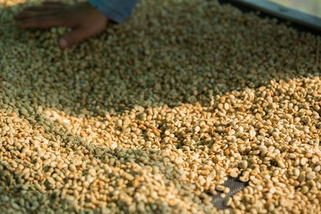 Close up smart farmer techniques hand coffee bean machinery roast apparatus dry sunlight tool sunbeam sunray sunshine fresh garden produce agriculture promotes farmer concept farm blur backgroundの写真素材