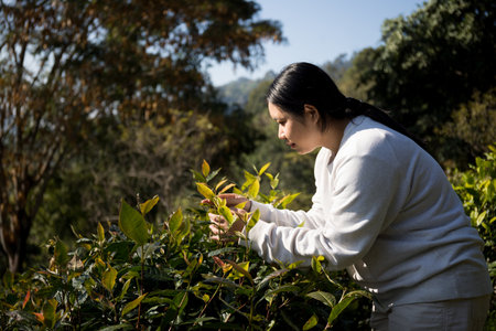 Business concept centers around fresh green tea reap background leaves organic farm with banner lush garden healthy plant tree leaves eco herbal farmer blur leaf plantation Freshness herbal naturalの写真素材