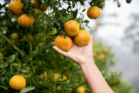 Business farm ripe orange concept farmer hand pick nature fruit citrus orchard mandarin tree growing organic lush leaves background green vibrant garden crop leaf laden branches plant close up growthの写真素材
