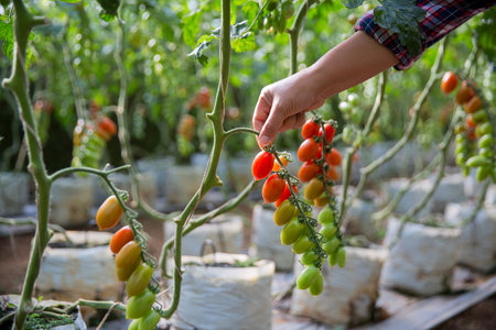 Smart farming techniques hydroponic salad vegetables technology tomato red green ensuring fresh sustainable produce agriculture promotes healthy eating support farmer living local community non gmoの写真素材