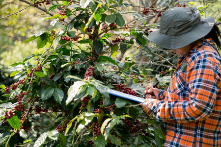 Farmer concept harvest hand ripe coffee seed robusta arabica berry close up fresh green leaf bean picking orange crop red yellow berries raw plant tree farm growth blur background eco organic gardenの写真素材